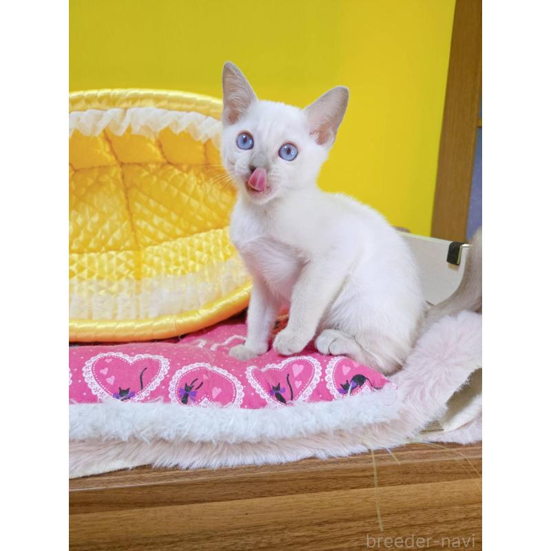 販売中の埼玉県のトンキニーズ-134264の6枚目