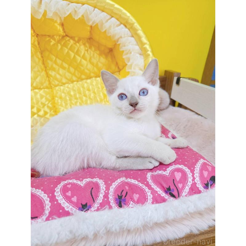 販売中の埼玉県のトンキニーズ-134264の5枚目