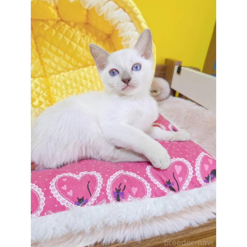 販売中の埼玉県のトンキニーズ-134264の4枚目