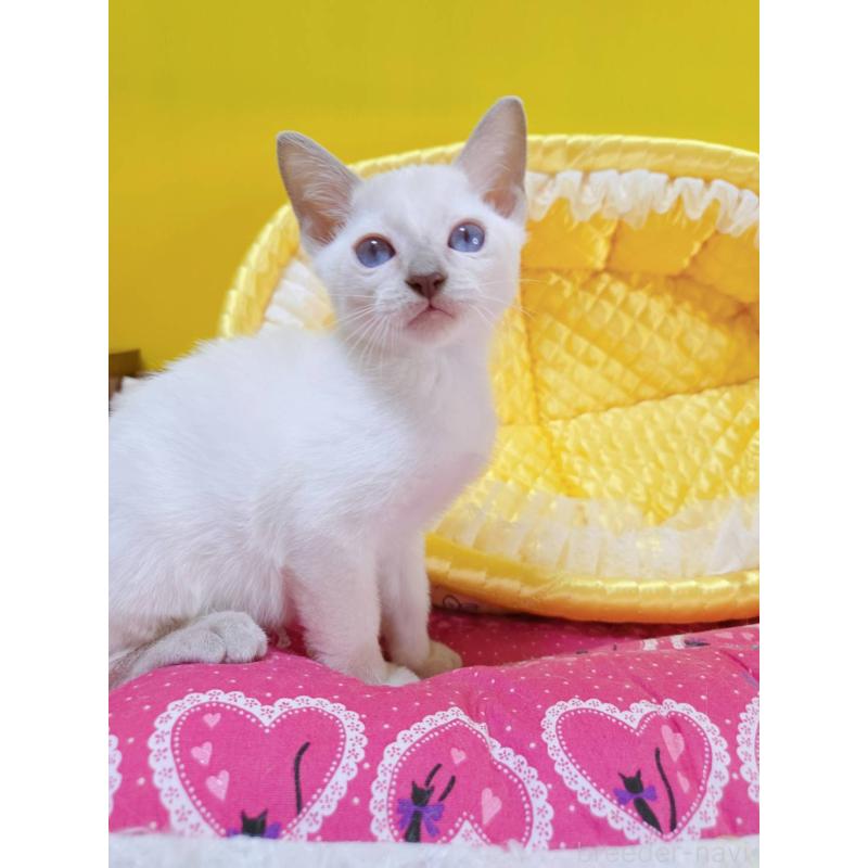 販売中の埼玉県のトンキニーズ-134264の3枚目