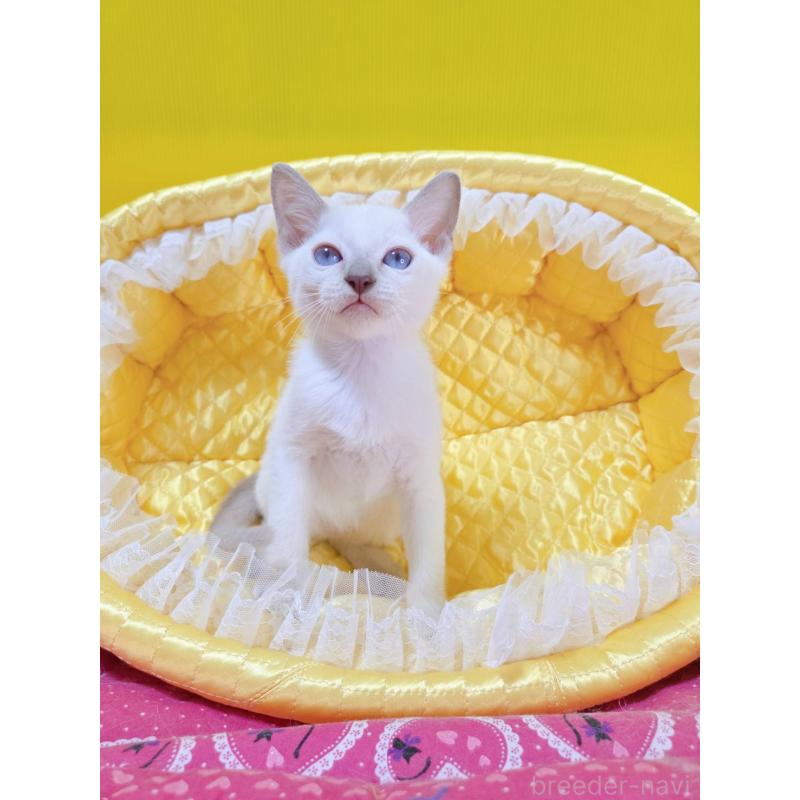 販売中の埼玉県のトンキニーズ-134264の2枚目