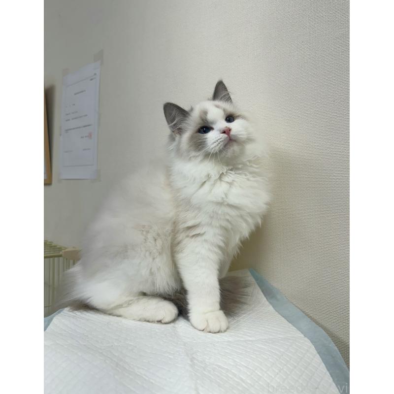 販売中の静岡県のラグドール-131407の5枚目