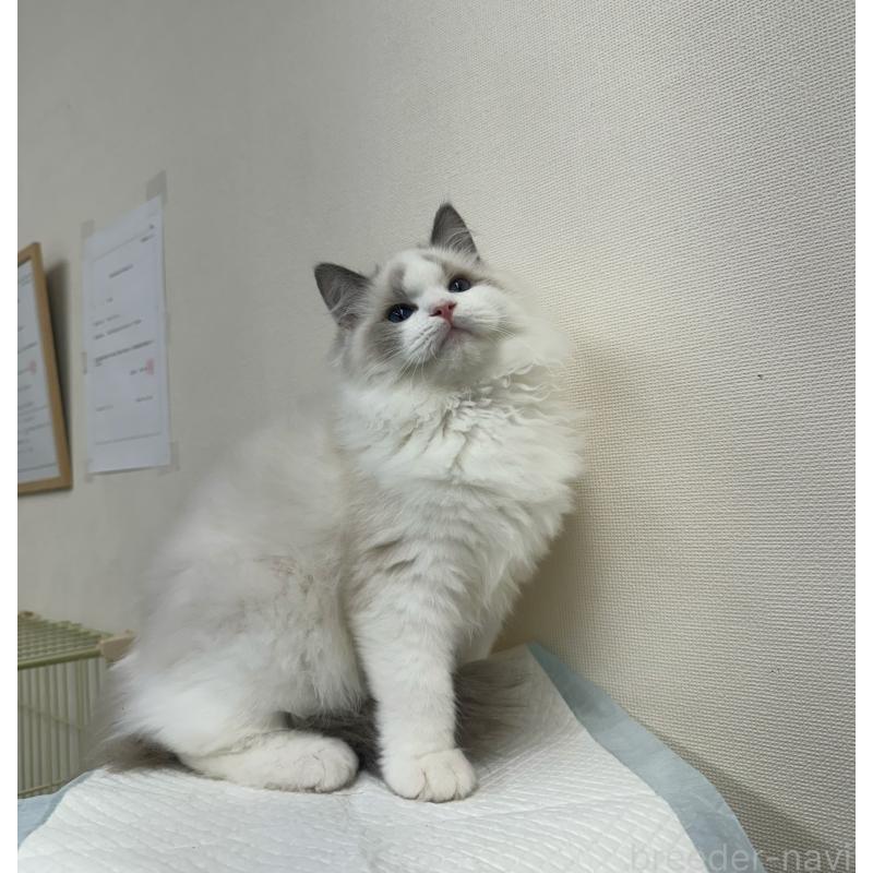 販売中の静岡県のラグドール-131407の4枚目