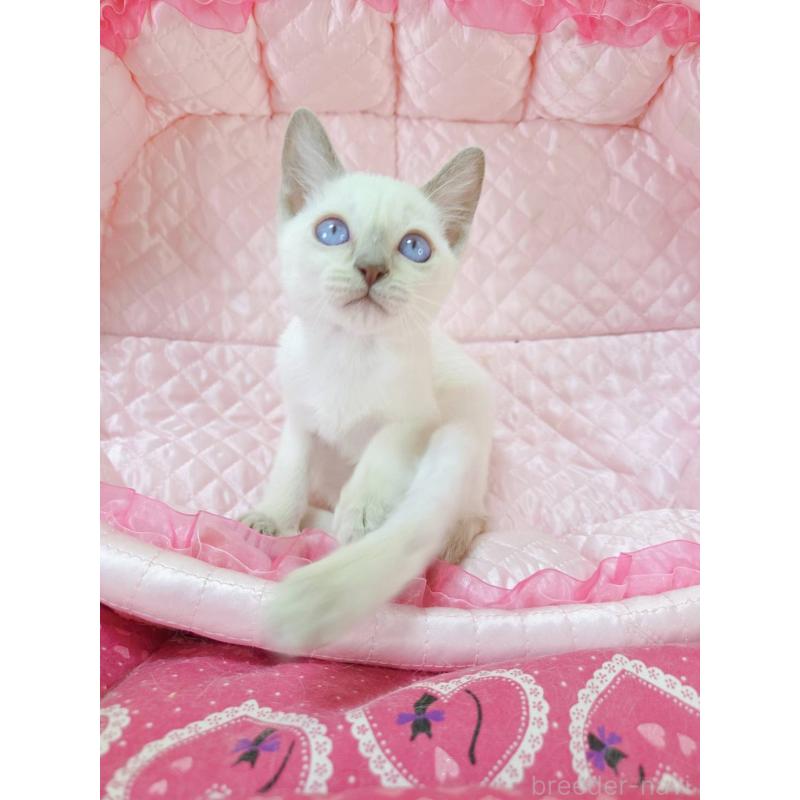 販売中の埼玉県のトンキニーズ-134265の6枚目