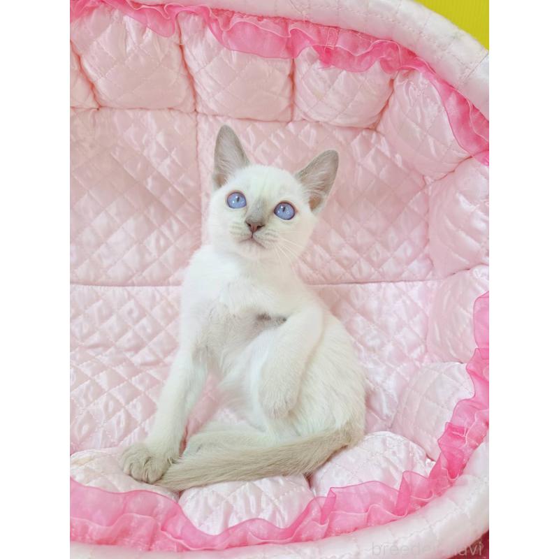 販売中の埼玉県のトンキニーズ-134265の4枚目