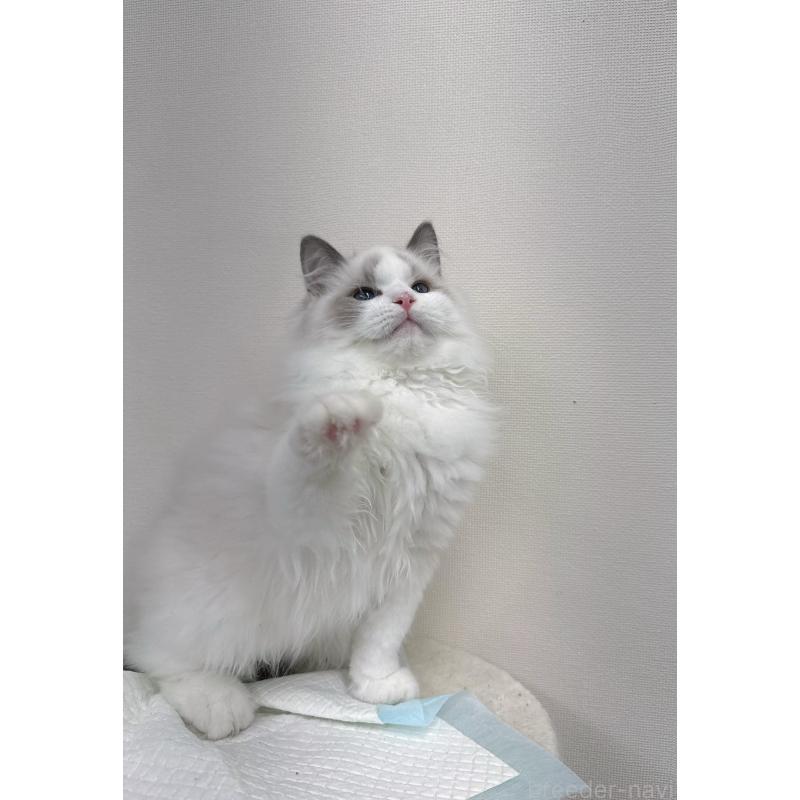 販売中の静岡県のラグドール-131407の3枚目