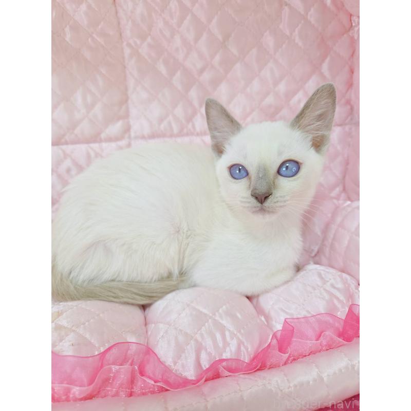 販売中の埼玉県のトンキニーズ-134265の2枚目