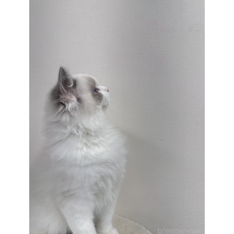 販売中の静岡県のラグドール-131407の2枚目