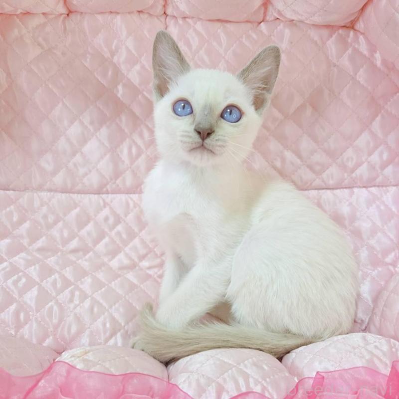 販売中の埼玉県のトンキニーズ-134265の1枚目