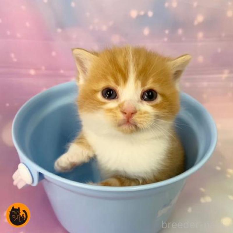 販売中の大阪府のスコティッシュフォールド-134266の1枚目