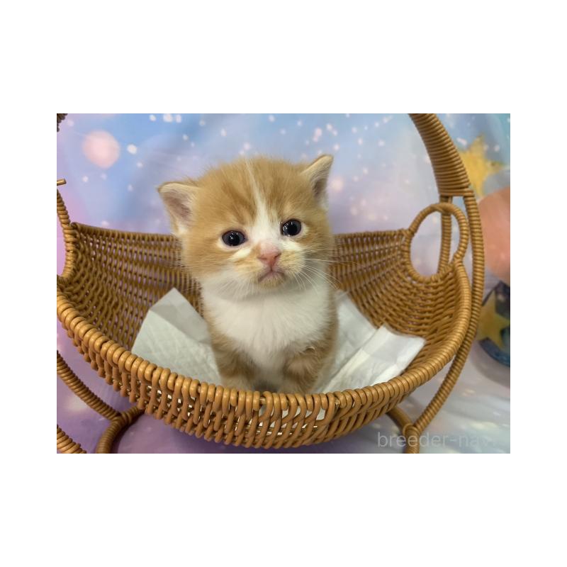 販売中の大阪府のスコティッシュフォールド-134266の6枚目