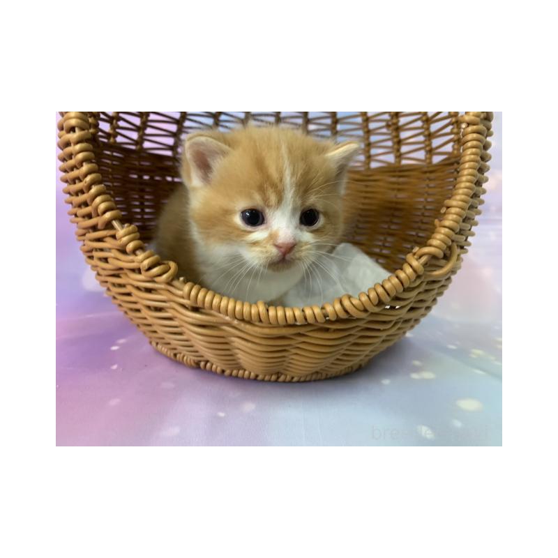 販売中の大阪府のスコティッシュフォールド-134266の3枚目