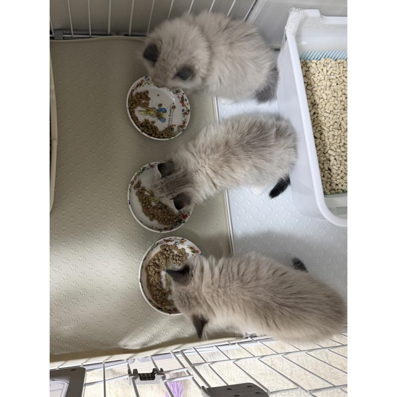 販売中の千葉県のサイベリアン-134267の15枚目