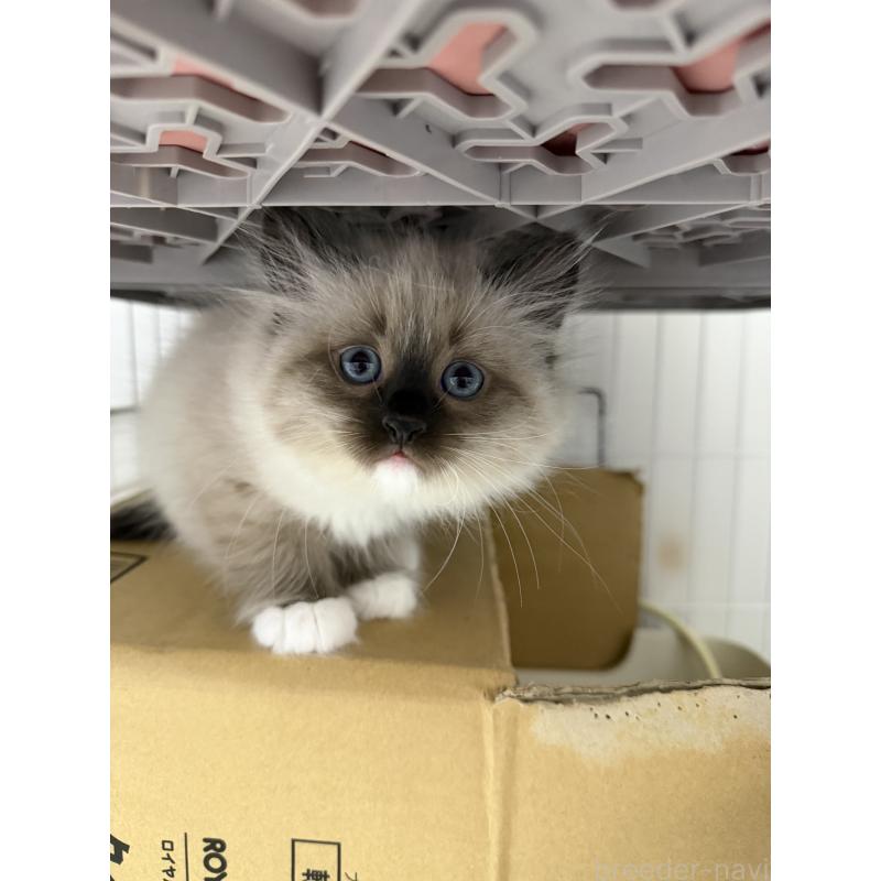 販売中の千葉県のサイベリアン-134267の14枚目