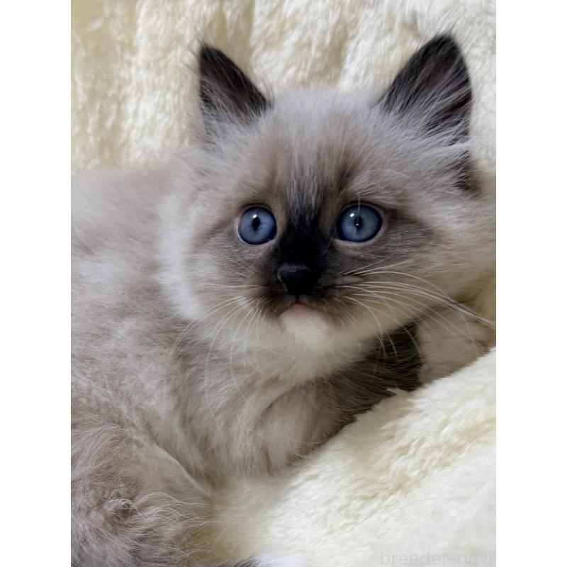 販売中の千葉県のサイベリアン-134267の13枚目