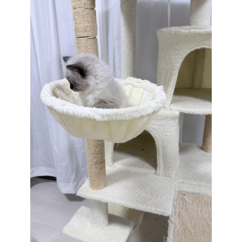 販売中の千葉県のサイベリアン-134267の12枚目