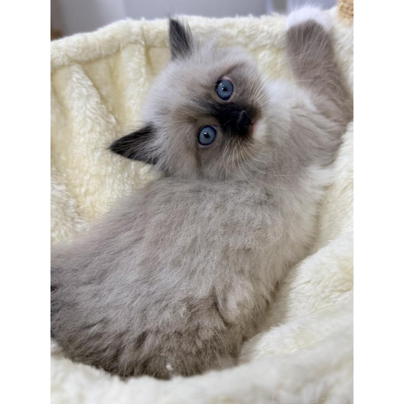 販売中の千葉県のサイベリアン-134267の11枚目