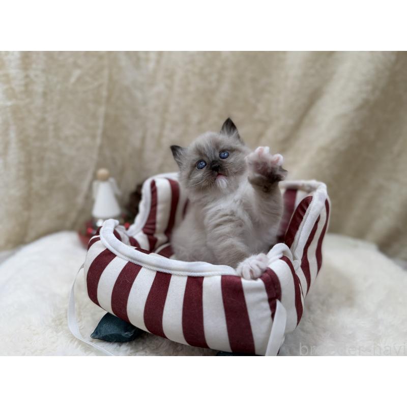 販売中の千葉県のサイベリアン-134267の9枚目