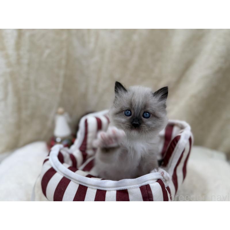 販売中の千葉県のサイベリアン-134267の8枚目