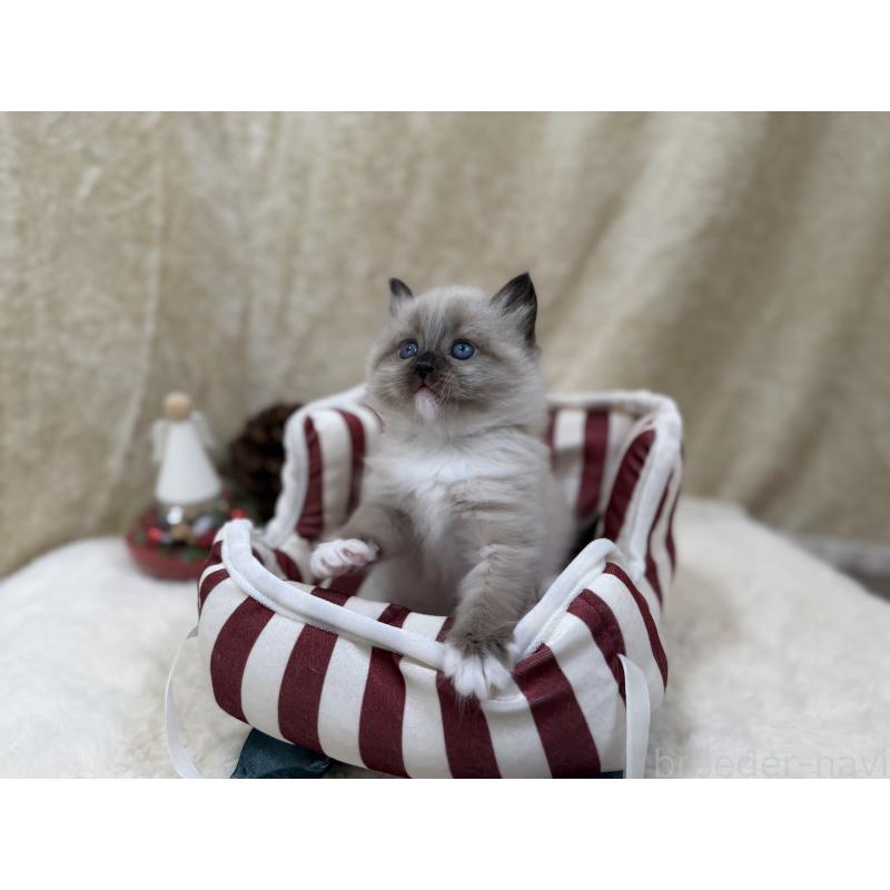 販売中の千葉県のサイベリアン-134267の7枚目