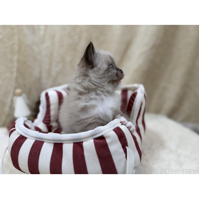 販売中の千葉県のサイベリアン-134267の6枚目