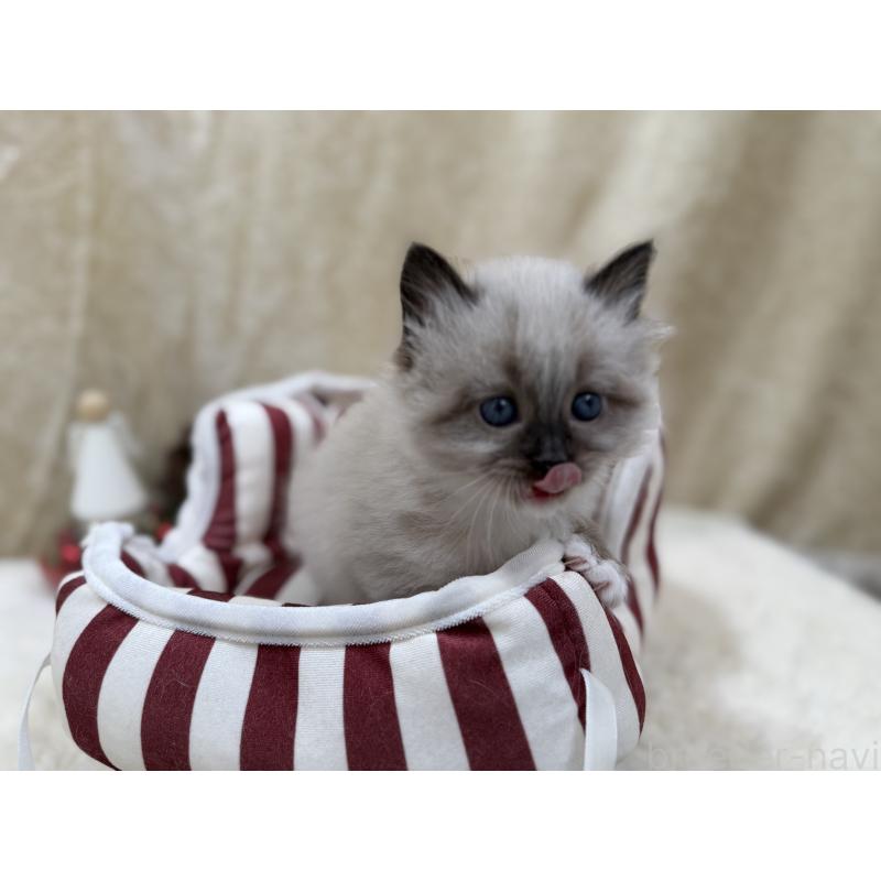 販売中の千葉県のサイベリアン-134267の5枚目