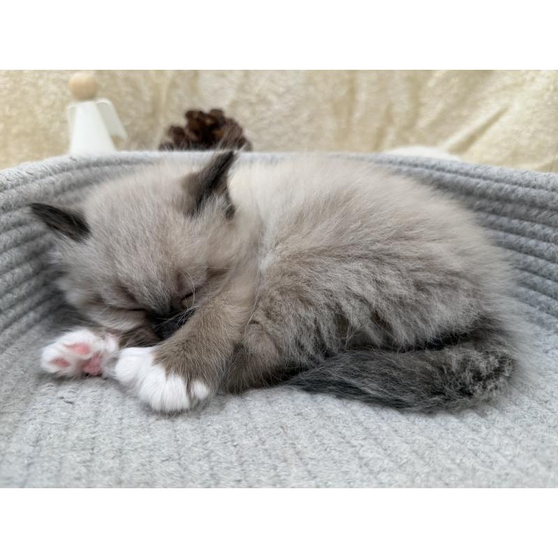 販売中の千葉県のサイベリアン-134267の4枚目