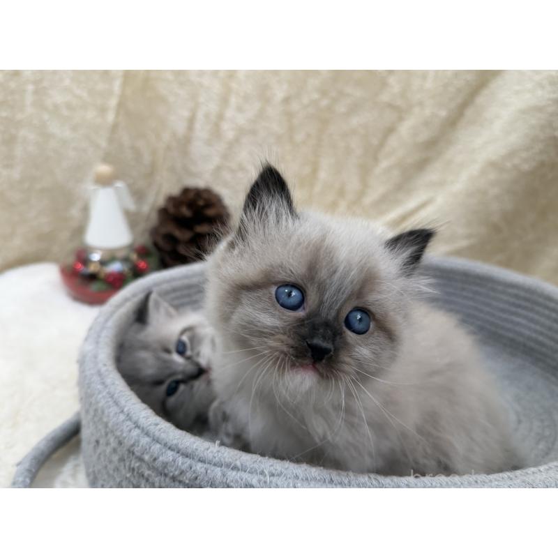 販売中の千葉県のサイベリアン-134267の3枚目