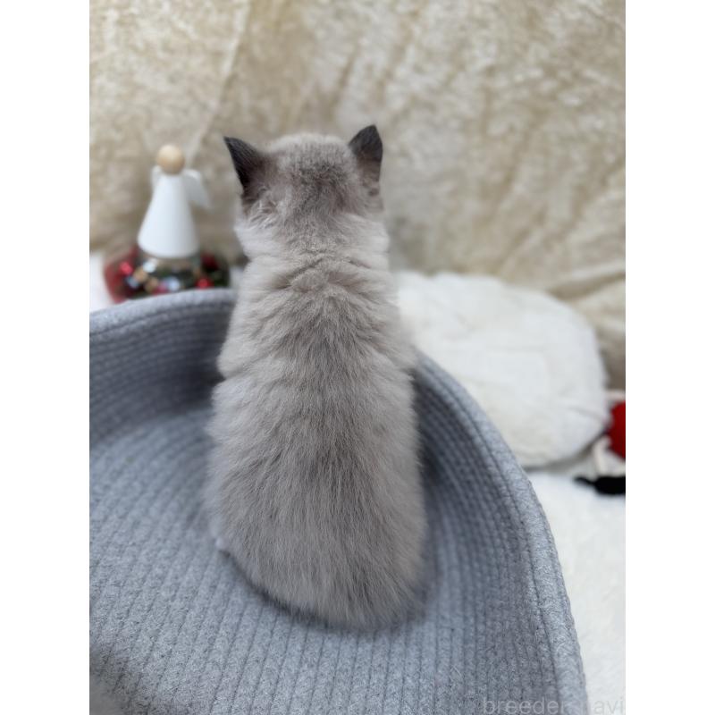 販売中の千葉県のサイベリアン-134267の2枚目