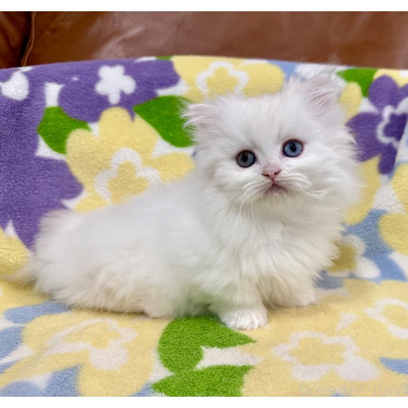 成約済の神奈川県のミヌエット-132501の10枚目