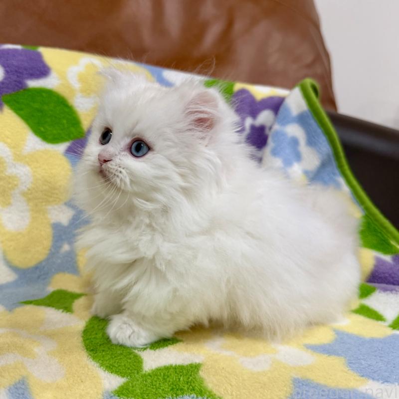 成約済の神奈川県のミヌエット-132501の9枚目