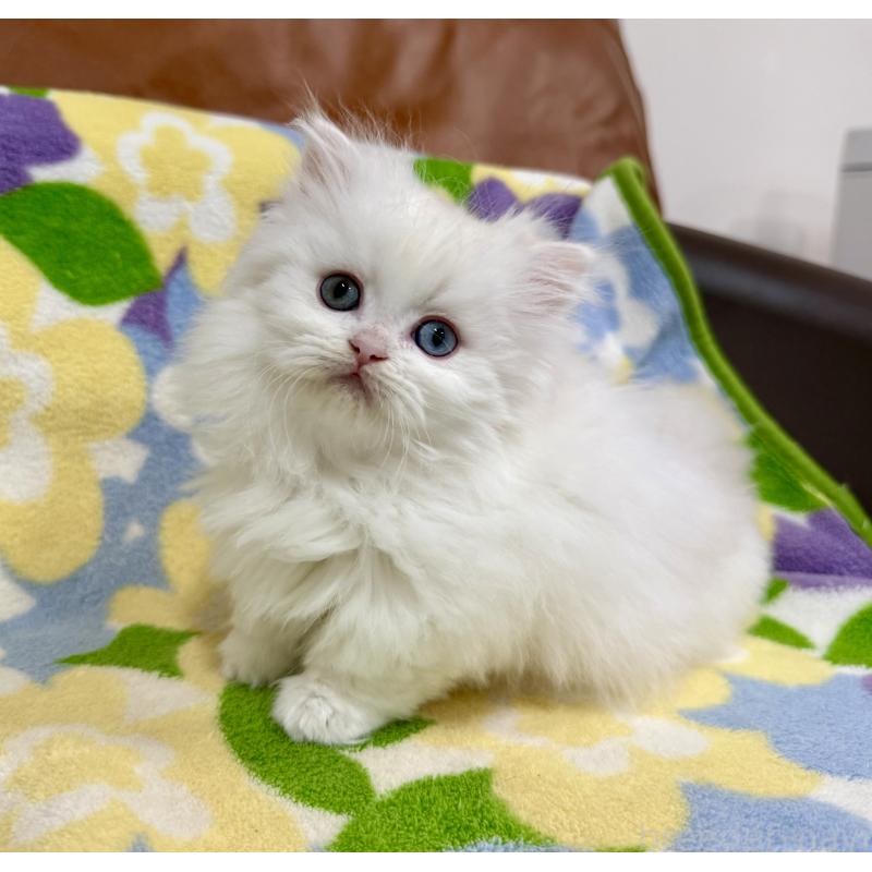 成約済の神奈川県のミヌエット-132501の8枚目