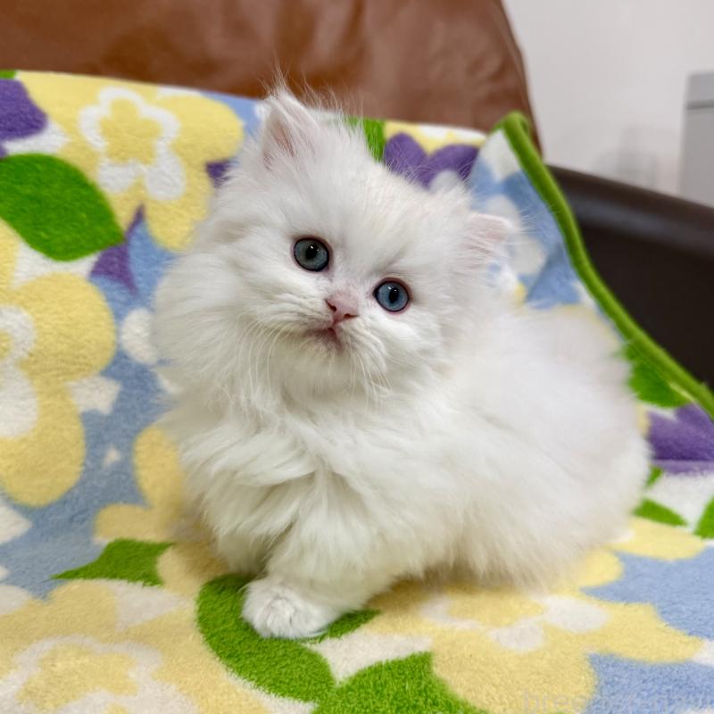 成約済の神奈川県のミヌエット-132501の7枚目