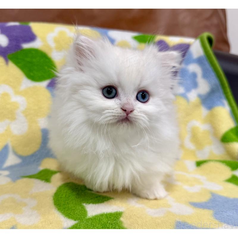 成約済の神奈川県のミヌエット-132501の6枚目