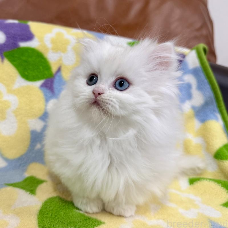 成約済の神奈川県のミヌエット-132501の5枚目