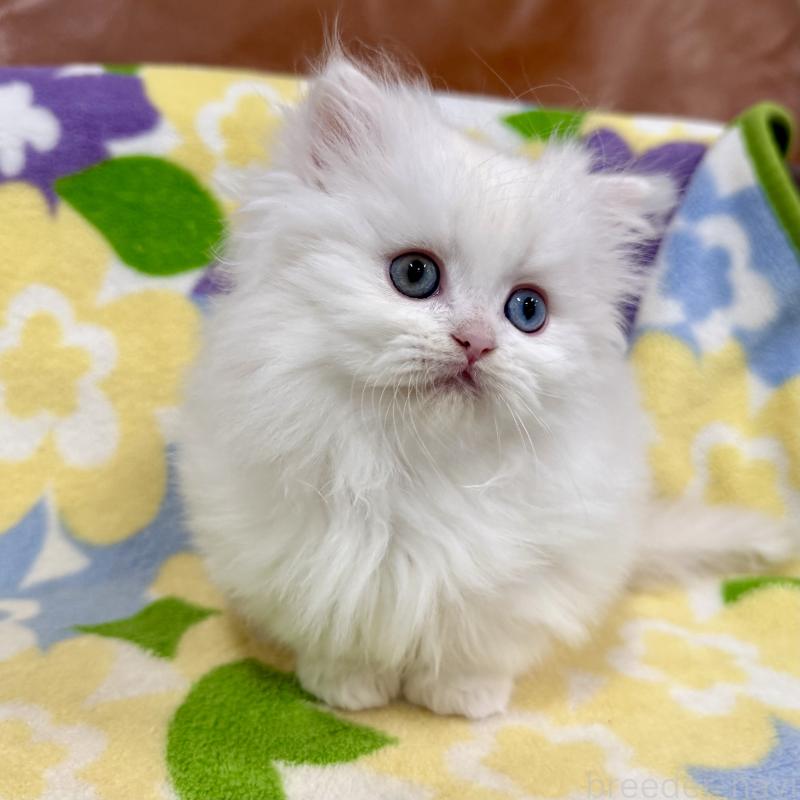 販売中の神奈川県のミヌエット-132501