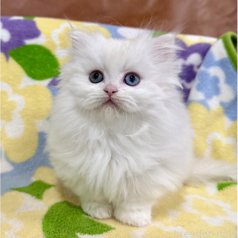 成約済の神奈川県のミヌエット-132501の4枚目