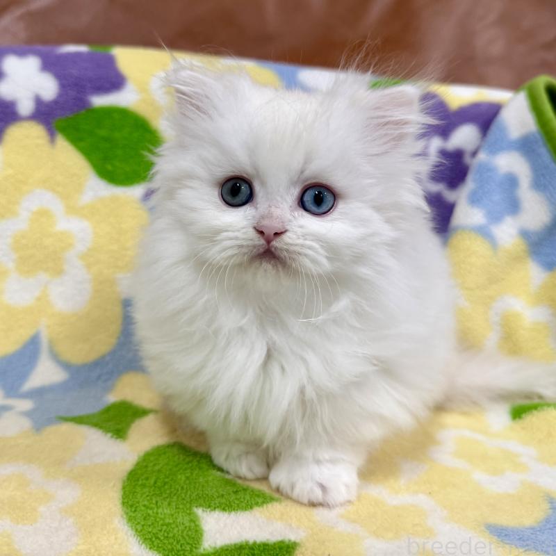 成約済の神奈川県のミヌエット-132501の3枚目