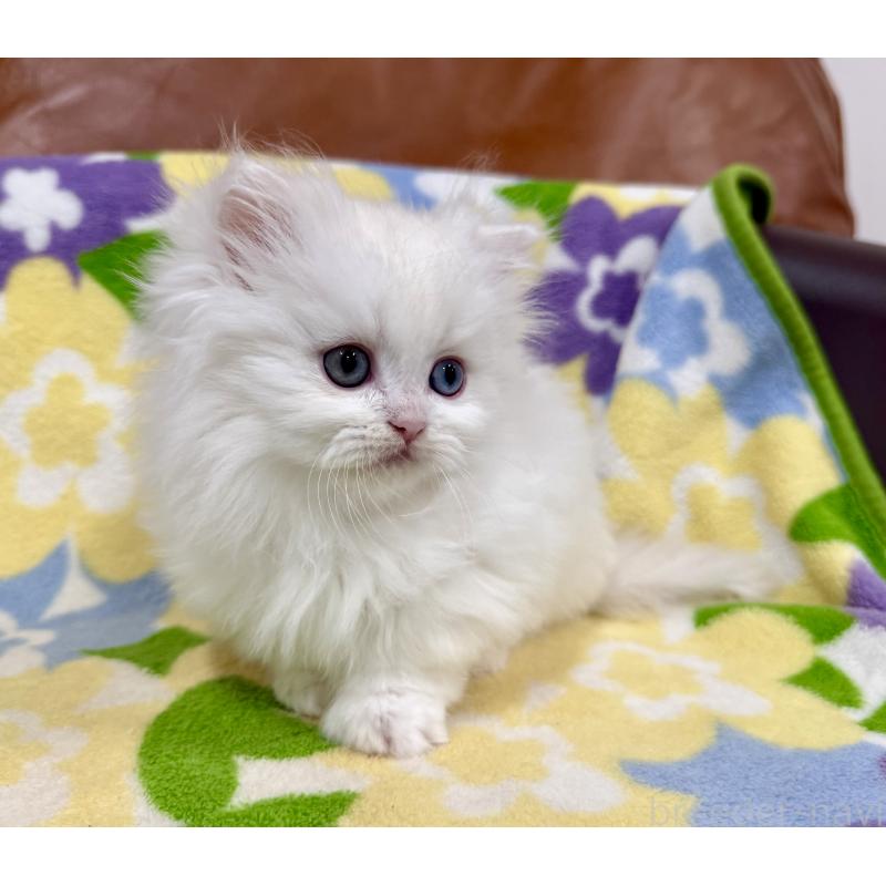 成約済の神奈川県のミヌエット-132501の2枚目