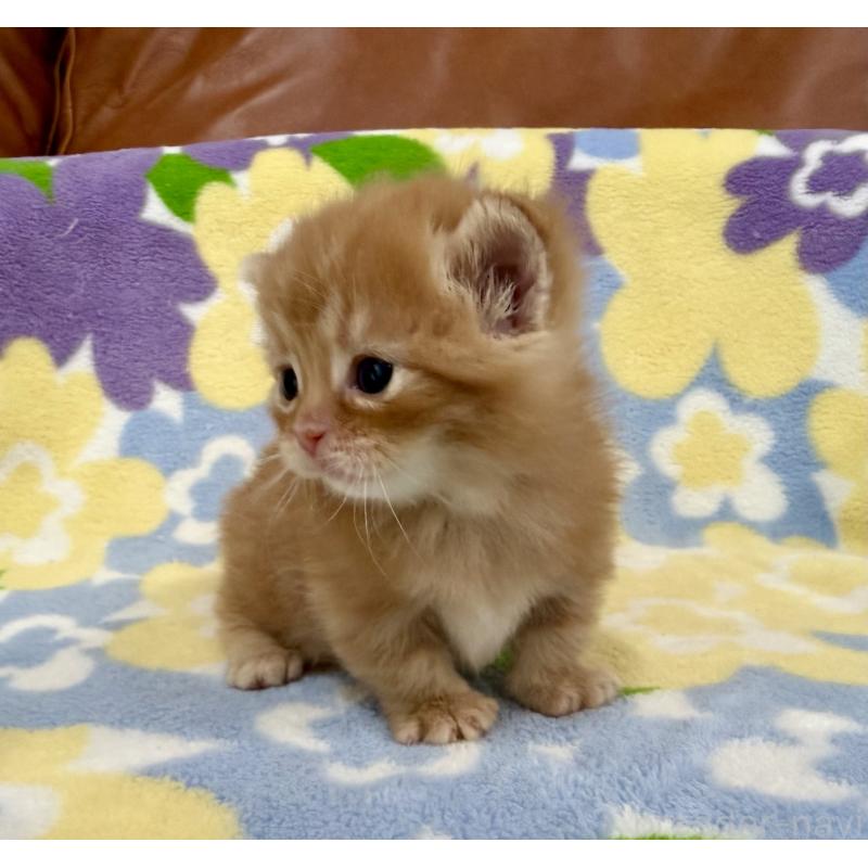 販売中の神奈川県のマンチカン-134268の8枚目