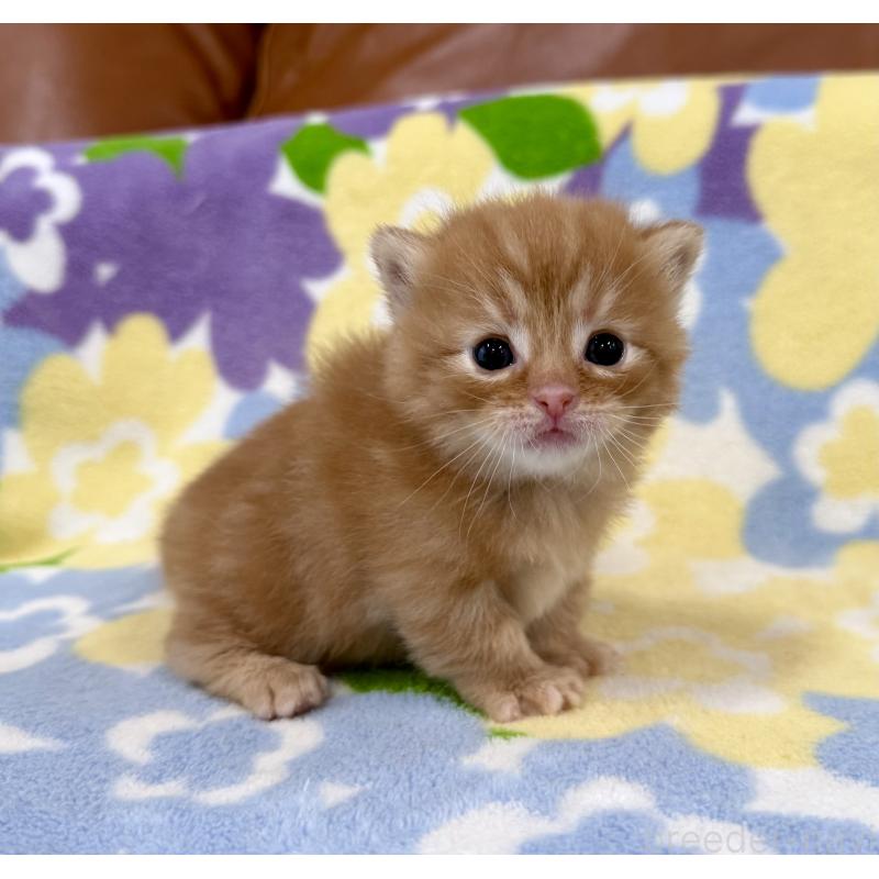 販売中の神奈川県のマンチカン-134268の6枚目