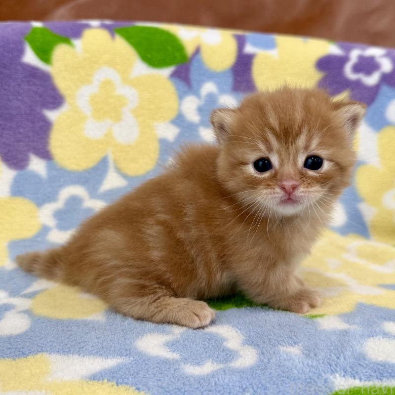 販売中の神奈川県のマンチカン-134268