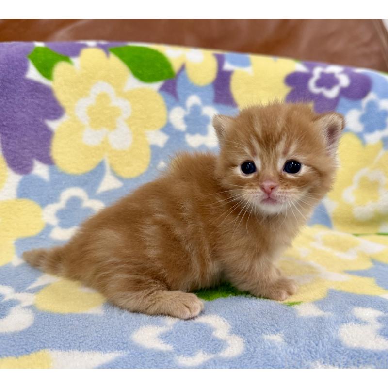 販売中の神奈川県のマンチカン-134268の5枚目