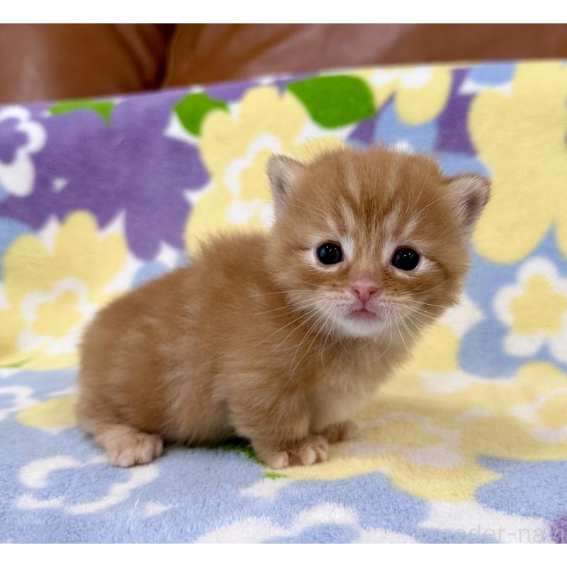 販売中の神奈川県のマンチカン-134268の3枚目