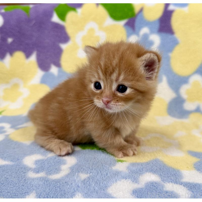 販売中の神奈川県のマンチカン-134268の2枚目