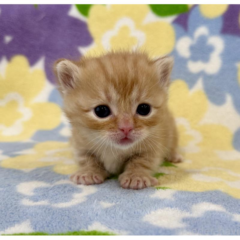 販売中の神奈川県のマンチカン-134269の8枚目