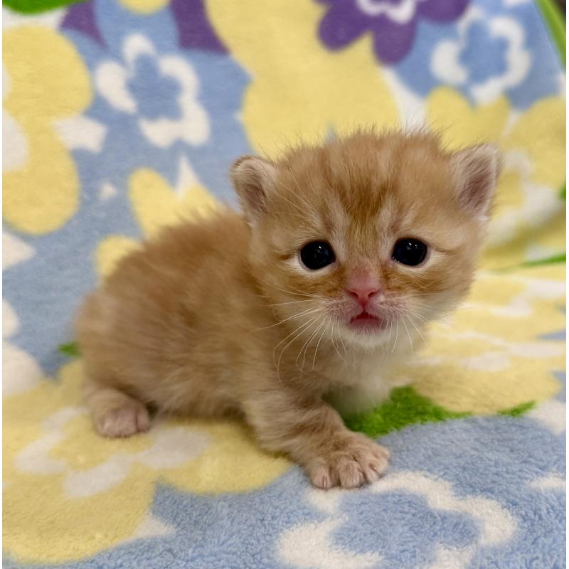 販売中の神奈川県のマンチカン-134269