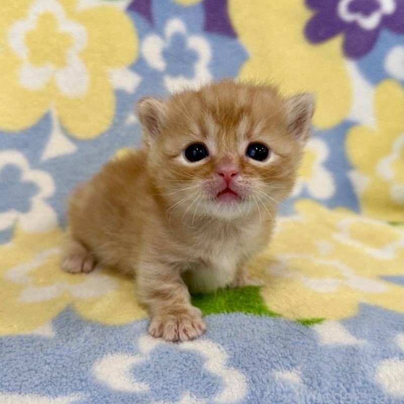 販売中の神奈川県のマンチカン-134269の4枚目