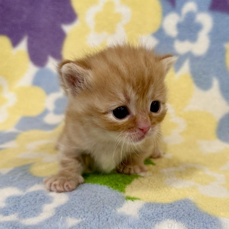 販売中の神奈川県のマンチカン-134269の3枚目