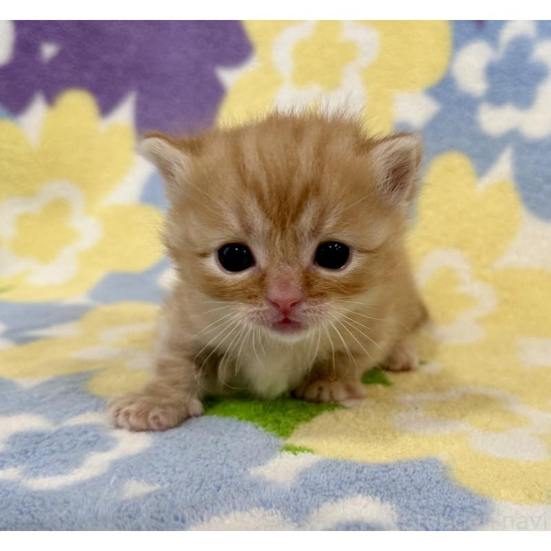 販売中の神奈川県のマンチカン-134269の2枚目